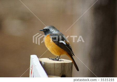 Kousuke Giubitaki先生 3535193