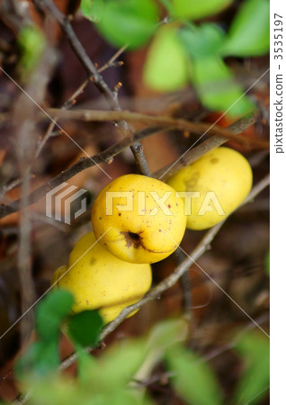 Feeling that it is sticking to the real branch of the plant of plants 3535197