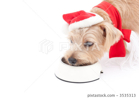 Norfolk Terrier Christmas 3535313