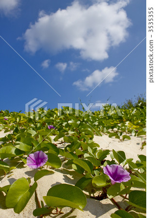 seaside morning glory, bloom, blossom 3535355
