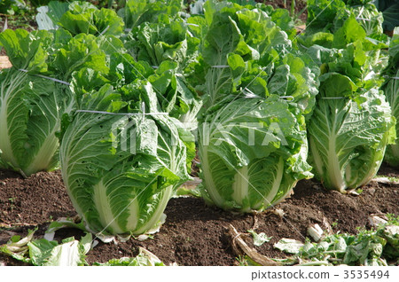 準備在雪下的大白菜在冬天準備白菜 準備在雪下的大白菜在冬天準備白菜 3535494