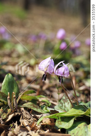 Satoyama的春天日本花花 Satoyama的春天日本花花 3535599