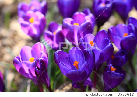 Crocus flower 3535618
