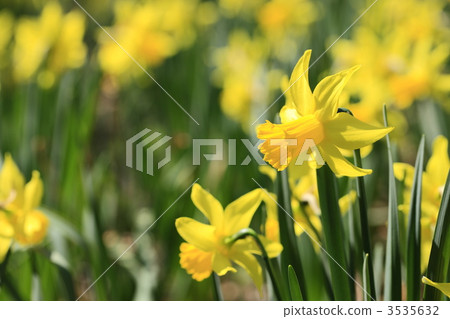 Flower daffodil blooming in spring Flower daffodil blooming in spring 3535632