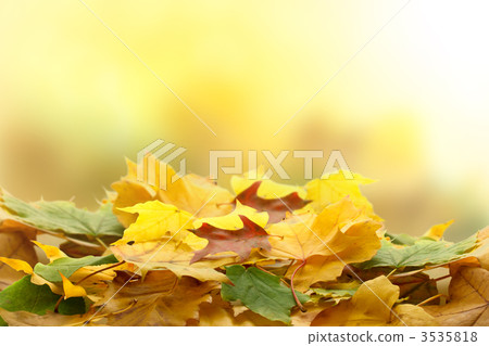 落葉 落葉 3535818