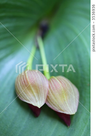 Pleurottales·馬耳他 3536936
