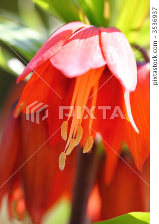 Furitiraria 3536937