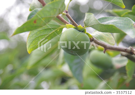 更藍的柿子 3537512