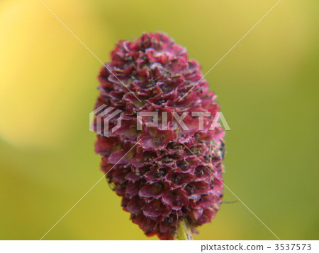 Calyx of calamus Calyx of calamus 3537573