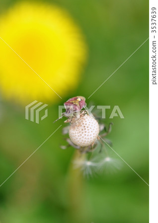 Dandelion and bearded bug 3537639