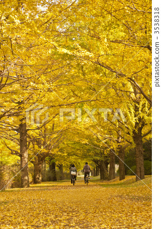 Showa Memorial Park Gingko lined tree in autumnal leaves 3538318