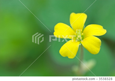 酢漿草花 3538328