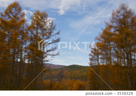 落葉松林的觀點 3538329