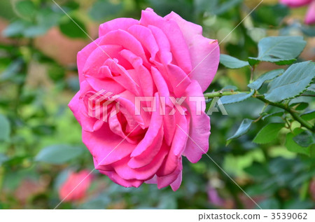 plant, vegetative, rose 3539062