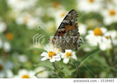 painted lady, cosmopolite, butterfly 3539465