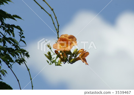 凌霄花 風景 橙色 3539467