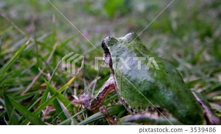 amphibian, amphibians, an amphibian 3539486