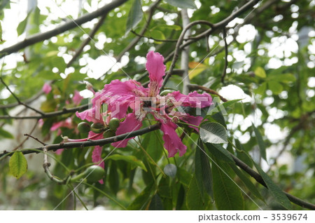 ceiba speciosa, tree of drunken, floss silk tree 3539674
