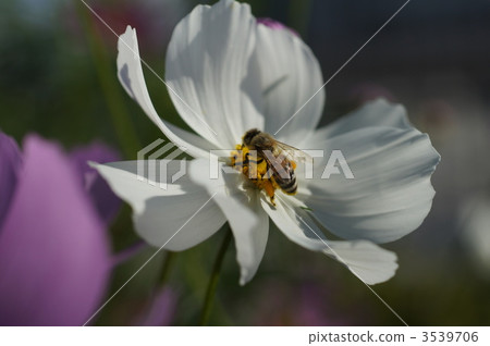 bee, hive bee, honeybee 3539706