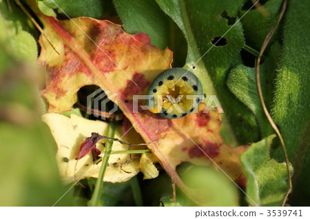 larvae of hagurohabachi, hagurohabachi, curled 3539741