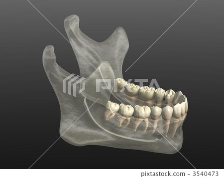 Mandible 3540473