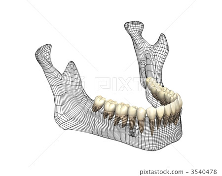 Mandible 3540478