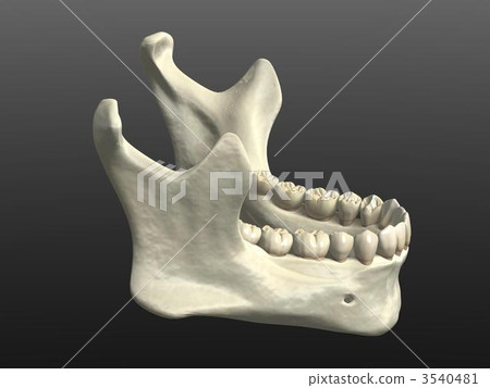 Mandible 3540481