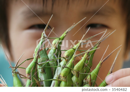 鱗翅目昆蟲的昆蟲採集 3540482