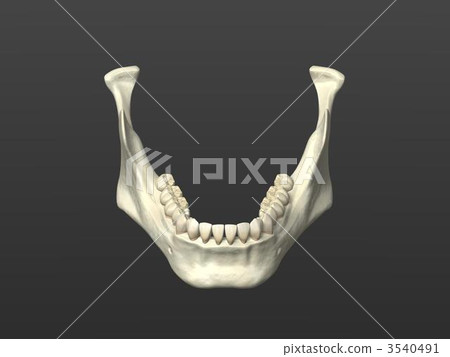 下顎 3540491