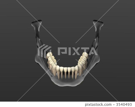 Mandible 3540493