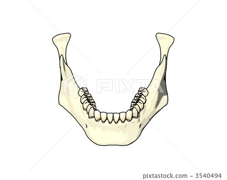 Mandible 3540494