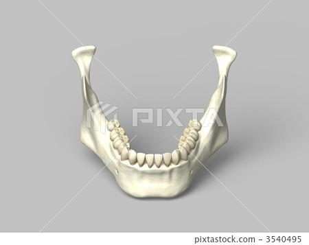 Mandible 3540495