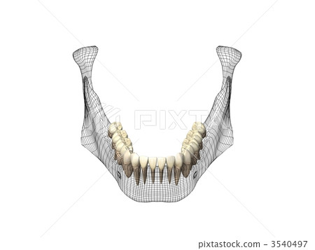 Mandible 3540497