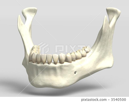 Mandible 3540500