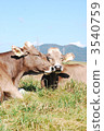 肉牛 菜牛 奶牛 3540759
