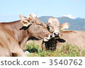 肉牛 菜牛 奶牛 3540762