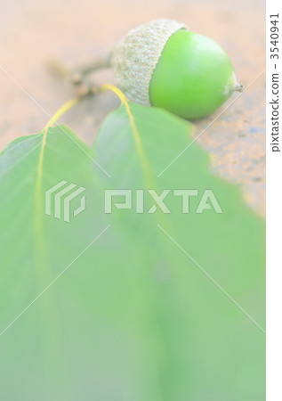 四分之一的橡子在磚上 3540941