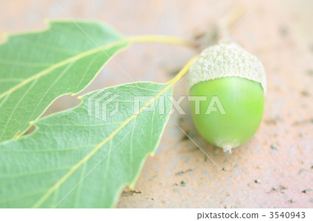 四分之一的橡子在磚上 3540943