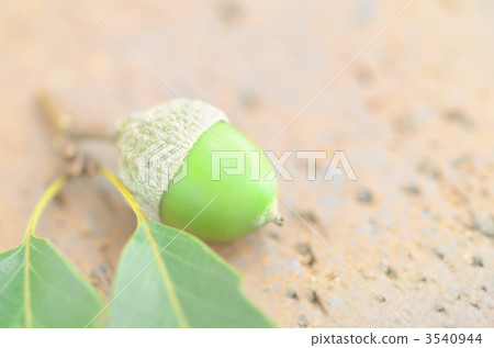 四分之一的橡子在磚上 3540944