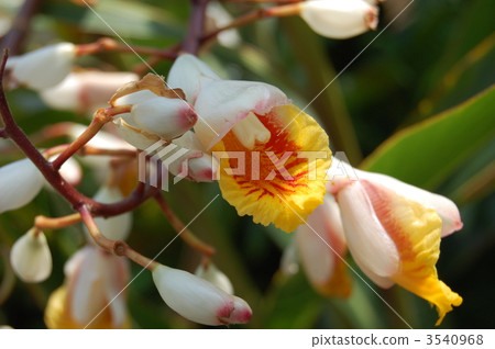 Moon peach Moon peach 3540968