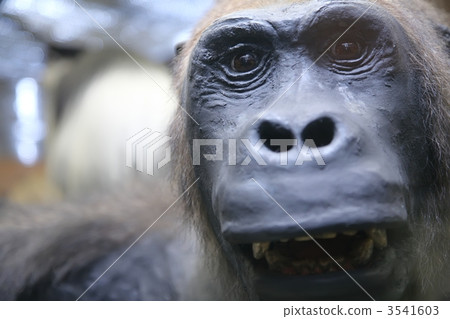 monkey close-up portrait 3541603