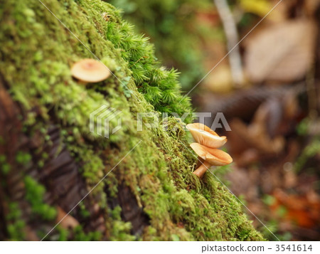 mushroom, mushrooms, thicket 3541614