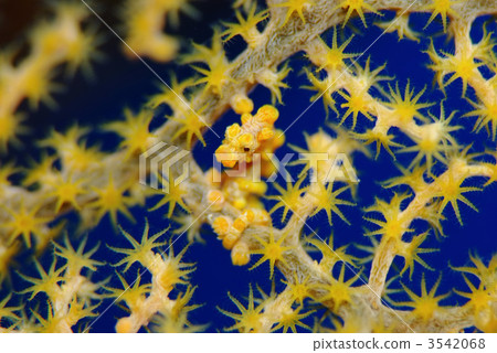 侏儒海水管 3542068