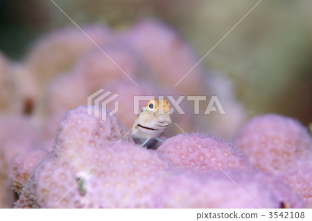 石垣青蛙 3542108