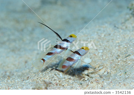 black ray goby striped