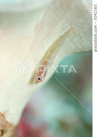 Umi Takehase的伴侶 Umi Takehase的伴侶 3542165