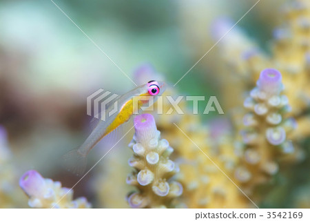 紅蝦虎魚 紅蝦虎魚 3542169