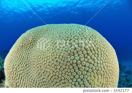 大黃珊瑚 大黃珊瑚 3542177