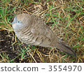 Zebra Dove (Butterfly Butto) 3554970