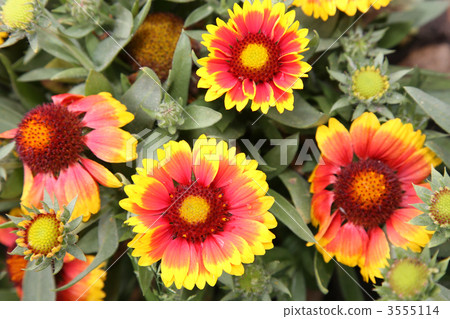 gaillardia aristata gaillardia aristata 3555114